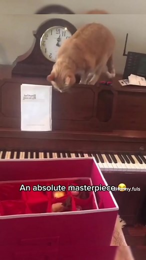 Cats Playing Piano: Funny and Talented Cats Compilation