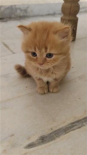 cat video ! cat voice ! cat sound ! cat meowing #shorts​ #short​ #youtubeshorts​ #cat​ #cats​