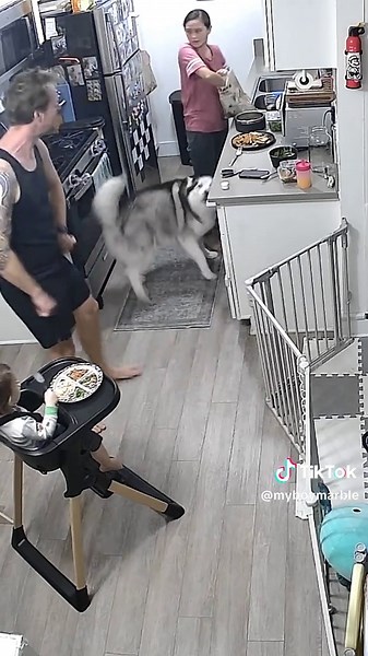 Back off my bowl! #husky #drama #security #dog #food | dog