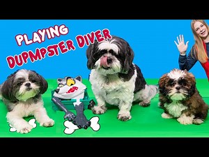 Assistant Plays Dumpster Diver with her Dogs Wiggles and Waffles - Videos For Kids