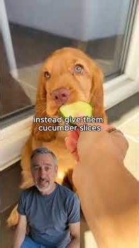 I’m a Vet of 25 Years These 5 Foods Are Slowly Killing Dogs