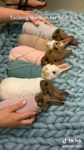 Sweet Bunnies Sleeping Together