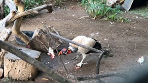 Content warning: whole prey food item. Vultures are highly intelligent scavengers. Our king vulture care team presents the vulture's food items in a manner that encourages natural scavenging behaviors. This enrichment allows Phil the vulture to use his strong beak and sharp brain to pick apart his meal! Thank you to Animal Care Supervisor Alex for catching this great video! | Reid Park Zoo