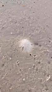 Satisfying 🌴🌴s~🤍 Longboat Key, Florida | Follow Me To Longboat Key