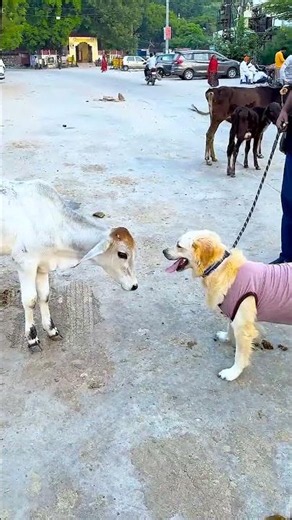 कोई दोस्त क्यों नहीं बना मेरे डॉगी का 😱 #funnydogs #shorts