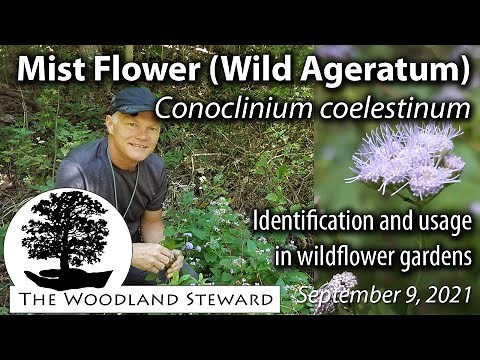 Mist Flower (Wild Ageratum), Conoclinium coelestinum– Identification and usage in wildflower gardens