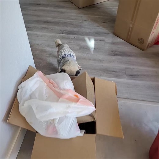 Mischievous Deaf and Blind Pug Turns 16!