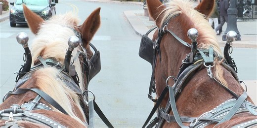 Carriage rides bring vintage charm to Main Street for the holidays