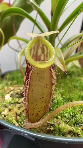 Nepenthes Plant Care: Tips for Growing Healthy Pitcher Plants