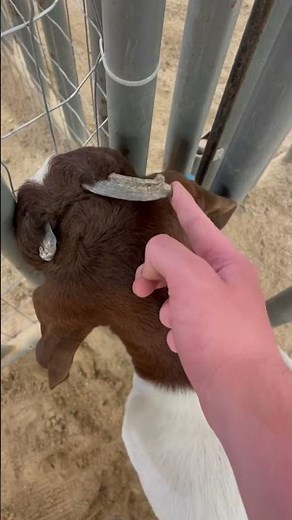 How to properly remove goat horns.