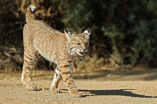 Bobcat Sighting Surge Across Connecticut In A Conservation Success Story. Here'S Where
