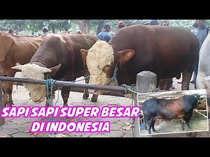 Sapi Sapi LImosin Super Besar
