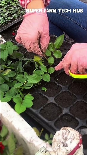 How to Grow Roses Fast from Cuttings 🌹 | Farm-Scale Rose Propagation #farminglife