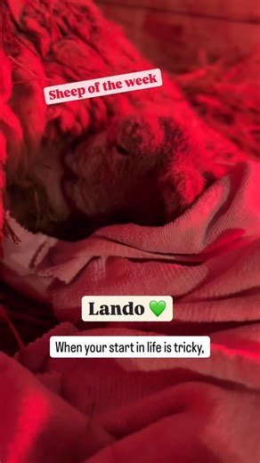 This one is a biggie for me and everyone who sponsors him… Lando is quite frankly one in a million. He looks after the lamb gang each year, the anchor and stability of our flock, the first boy to welcome my es h day and I simply adore him. 💚💚💚💚 | BabyDoll Sheep Uk