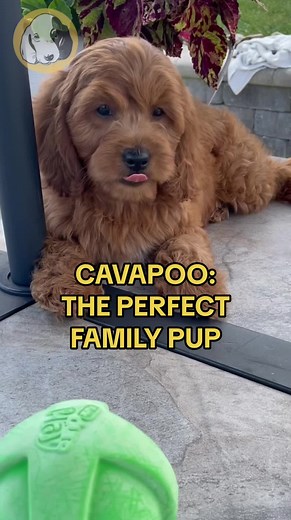 The perfect family pup does exist 🥰 #cavapoo #cavapoos #cavapoopuppy #cavapoopup #cavapoopuppies #cavapoomom #cavapoosoftiktok #cavapoolve #cavapooworld