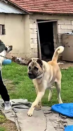 66K views · 1.2K reactions | Kangal Dogs vs. Wolves: Fierce Night Encounter - Shorts - Wildlife | Ceazy Animals | Facebook