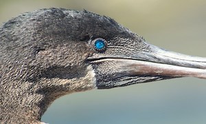 Les Galapagos - Les Galapagos | TF1+