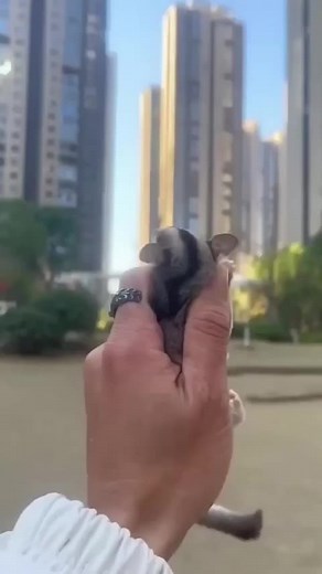 Flying Squirrel Landing Techniques Revealed