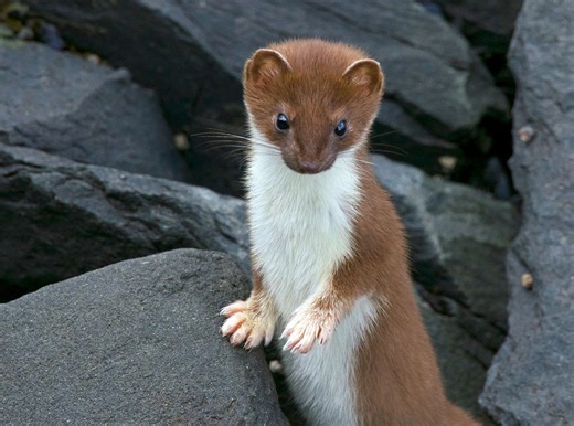 What Is a Stoat? Learn Five Fun Facts About the Adorable Weasels Chosen as the Olympic Mascots