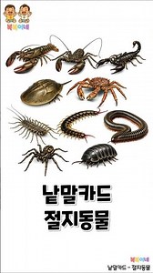 [낱말카드] 절지동물 🕷️ | 다리가 많고 껍질이 단단해요! | 아기 한글 유아 단어 공부