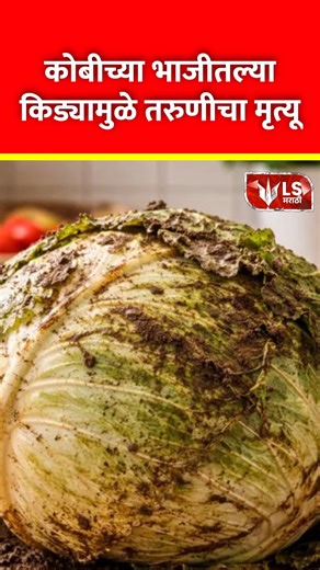 LS Marathi on Instagram: "UP Amroha | कच्च्या भाज्यांमधील टेपवर्म मुळे 19 वर्षीय तरुणीचा मृत्यू? A 19-year-old girl from Amroha, Uttar Pradesh, died while undergoing treatment at Delhi’s RML Hospital. Doctors found nearly 20 cysts in her brain and diagnosed the condition as Neurocysticercosis. According to medical experts, this rare but serious infection can occur due to tapeworms found in improperly washed vegetables like cabbage or from contaminated pork. The parasites enter the body, reach th