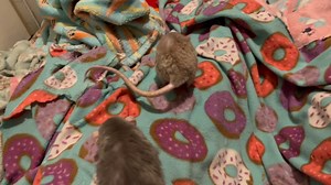 I caught the cutest clip of Crumb grooming her tail the other day - rats are typically clean freaks about grooming their bodies with the exception of their tail, which only gets groomed on occasion lol (some rats are the exception, but most view tail grooming as bottom of the totem pole when it comes to staying clean 😅). So whenever I see them grooming their tails I always find it extra adorable, and Crumb here for some reason decided to groom her tail while on her back which made it even cuter