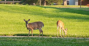 SIU’s wildlife research lab celebrates 75 years, anticipates the future