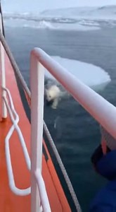 7.4M views · 130K reactions | Heartwarming Polar Bear Rescue A polar bear is saved from an icy predicament! Generated using Kling AI . . . (For entertainment purposes only. Consult professionals if guidance on activities is presented. No brand affiliation is implied if any are shown. If inspired by true events, creative adaptations may be included. Content may include public footage.) | Fabiosa Fitness | Facebook