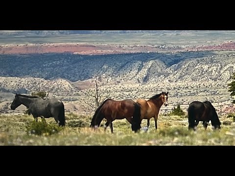 WILD HORSES OF AMERICA S2 E19 Cheyenne Flats on the Pryor Mountains by Karen King