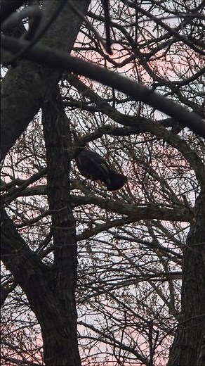 Turkeys gone Crazy!Wild Turkey sounds #hunting #wildlife #turkeys#turkeyhunting