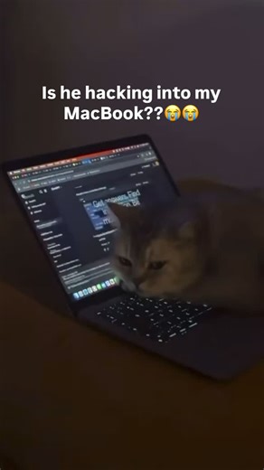 @catstakingselfie | 😭😭 | Instagram