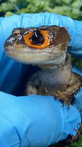 171K views · 140K reactions | Did you know that aside from geckos,...