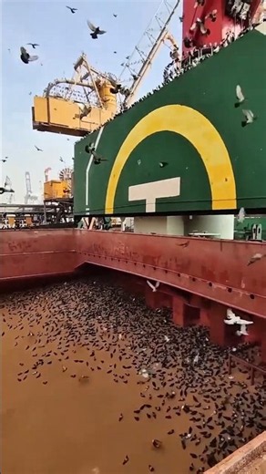 Why Don't Grain Ships Use Nets? 🤯