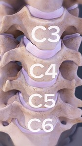 38K views · 250 reactions | Did you know: The neck has seven cervical vertebrae labeled C1 through C7. They form a natural inward curvature sometimes called a lordotic curve. | Spine-health | Facebook