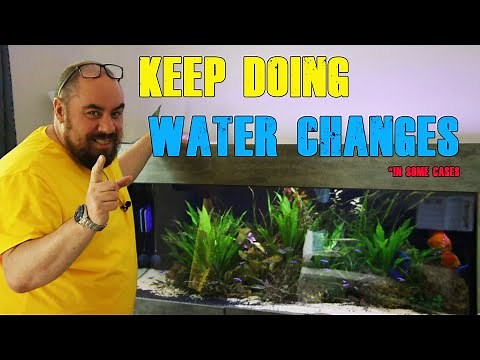 Discus Tank Maintenance - Water Changes