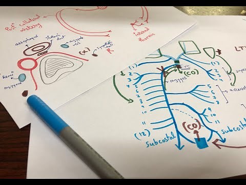 Blood supply of thoracic wall