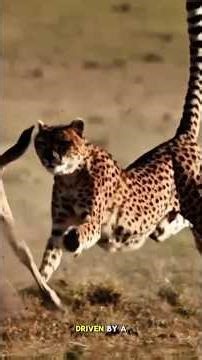 Cheetah vs. Wildebeest Calf: A Heart-Pounding Race for Survival
