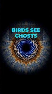 Birds Physically See Quantum Mechanics (The Avian Compass)