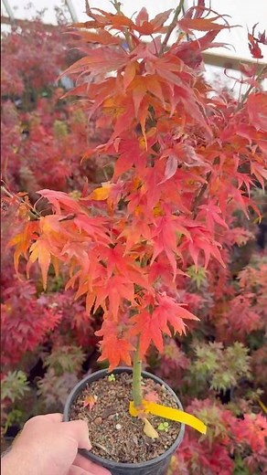 Acer palmatum Mikawa yatsubusa Seedling Dwarf Japanese Maple ~ Great for Bonsai MrMaple.com