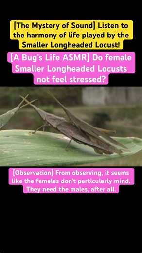 [A Bug's Life ASMR] Do female Smaller Longheaded Locusts not feel stressed? #music #lyrics #4k