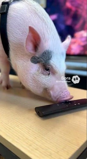 Samsung - 85” Class QN80F Series Neo QLED Mini LED 4K UHD SamsungVision AI Smart Tizen TV (2025)