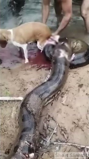 Thrilling Watch Dog Rescue from Python