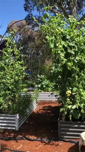 Growing Snow Peas: Tips for a Bountiful Harvest