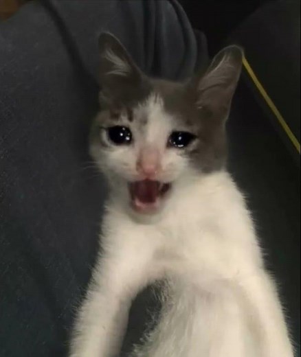 Sad Cat Meme Sings Heartbreaking Song #cat #cute #funny