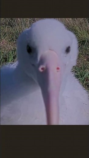 Up Close And Personal With The Royal Albatross Chick | DOC | Cornell Lab