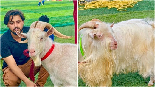 Furry and Beautiful Bantam Goat with a Saanen Goat in Jogeshwari west Mumbai | FSA Entertainment