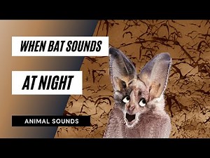 When 🦇 bat sounds at night - bat action and night sounds