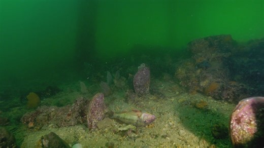 62K views · 586 reactions | A relatively unknown species of algae is producing a notorious neurotoxin in South Australia, devastating sea life. Learn more: https://scim.ag/3JSPGKe | Science | Facebook