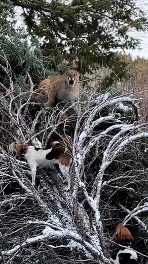Hound Dogs Standing Up to a Mountain Lion | Amazing Encounter!