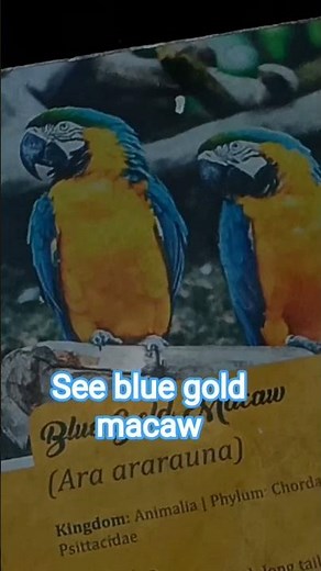 Blue and Gold Macaw Parrot | Nature’s Most Colorful Bird